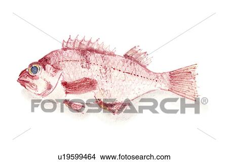 Stock Illustration - Pacific Ocean Perch, Ink Brush Painting. Fotosearch