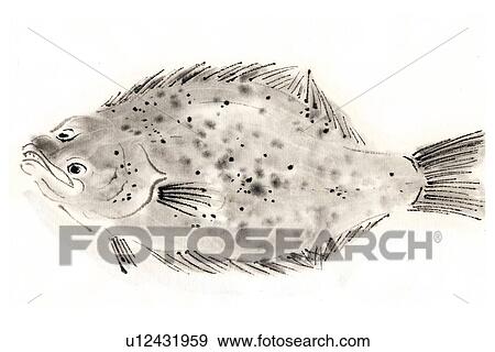 Paralichthys Olivaceus, Ink Brush Painting View Large Illustration Stock Illustration - Paralichthys Olivaceus, Ink Brush Painting. Fotosearch