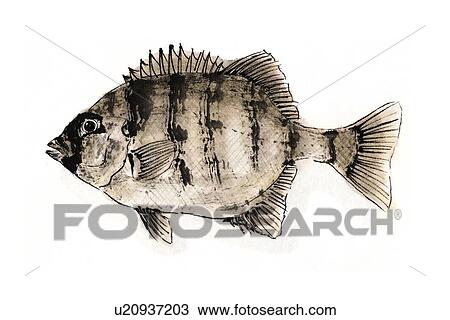 Parrot Bass, Ink Brush Painting View Large Illustration Drawing - Parrot Bass, Ink Brush Painting. Fotosearch