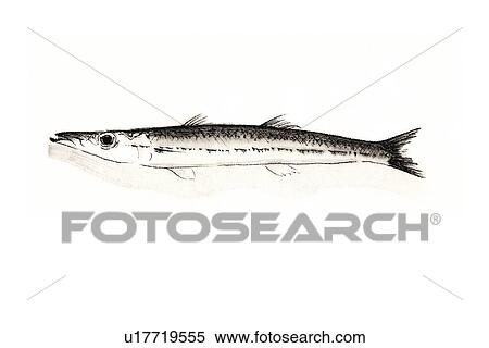 Red Barracuda, Ink Brush Painting View Large Illustration Stock Illustration - Red Barracuda, Ink Brush Painting. Fotosearch