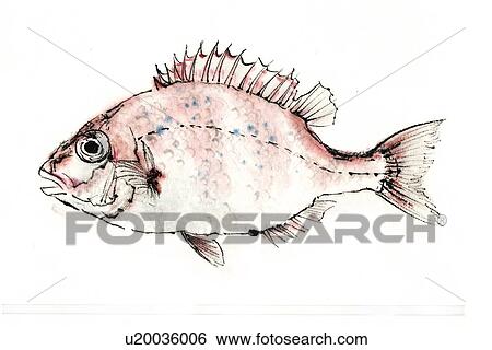 Stock Illustration - Red Sea Bream, Ink Brush Paintin. Fotosearch