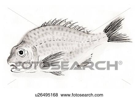 Red Sea Bream, Ink Brush Paintin View Large Illustration Stock Illustration - Red Sea Bream, Ink Brush Paintin. Fotosearch