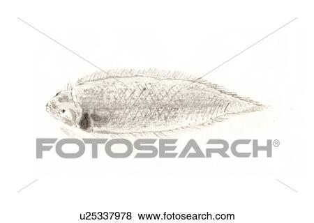 Stock Illustration - Red Tonguesole, Ink Brush Painting. Fotosearch