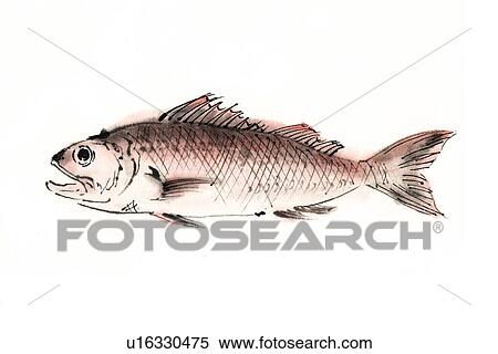 Stock Illustration - Ruby Snapper, Ink Brush Painting. Fotosearch