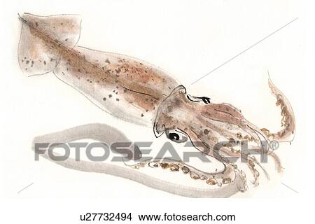 Sagittated Calamary, Ink Brush Painting View Large Illustration Stock Illustration - Sagittated Calamary, Ink Brush Painting. Fotosearch