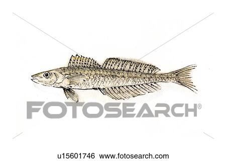 Stock Illustration - Sand Borer, Ink Brush Painting. Fotosearch