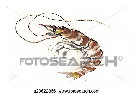 Stock Illustration - Scampi, Ink Brush Painting. Fotosearch