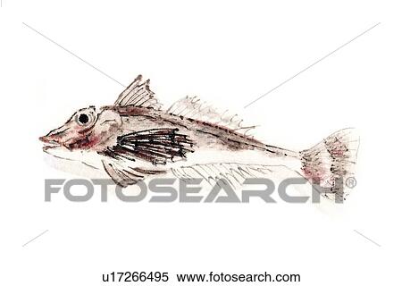Sea Robin, Ink Brush Painting View Large Illustration Stock Illustration - Sea Robin, Ink Brush Painting. Fotosearch