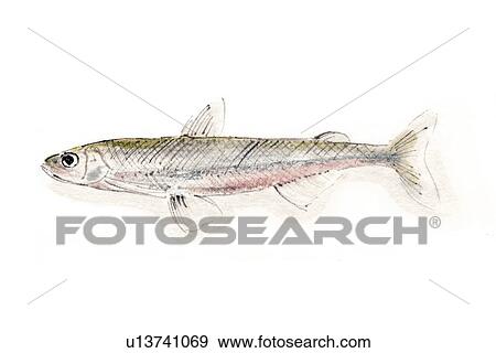 Shishamo Smelt, Ink Brush Painting View Large Illustration Stock Illustration - Shishamo Smelt, Ink Brush Painting. Fotosearch
