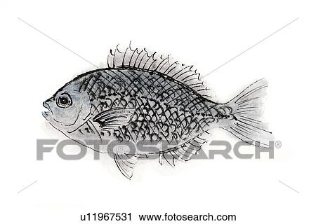 Clip Art - Smallcale Blackfish, Ink Brush Painting. Fotosearch