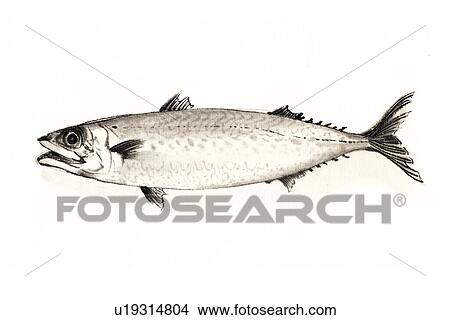 Southern mackerel, Ink Brush Painting View Large Illustration Stock Illustration - Southern mackerel, Ink Brush Painting. Fotosearch