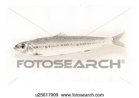 Stock Illustration - Spotlined Sardine, Ink Brush Painting. Fotosearch