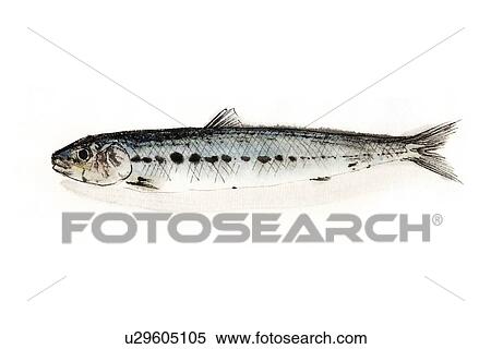 Spotlined Sardine, Ink Brush Painting View Large Illustration Stock Illustration - Spotlined Sardine, Ink Brush Painting. Fotosearch