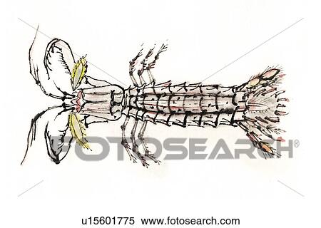 Squilla, Ink Brush Painting View Large Illustration Stock Illustration - Squilla, Ink Brush Painting. Fotosearch
