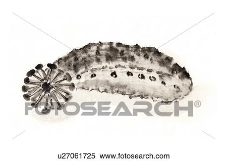 Stichopodidae, Ink Brush Paintin View Large Illustration Stock Illustration - Stichopodidae, Ink Brush Paintin. Fotosearch