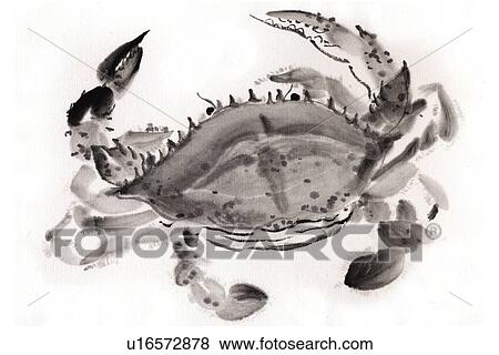 Stock Illustration - Swimming Crab, Ink Brush Painting. Fotosearch