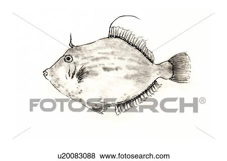 Stock Illustration - Threadsail Filefish, Ink Brush Painting. Fotosearch
