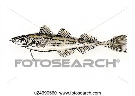Walleye Pollack, Ink Brush Painting View Large Illustration Clipart - Walleye Pollack, Ink Brush Painting. Fotosearch