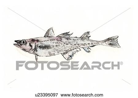 Stock Illustration - Walleye Pollack, Ink Brush Painting. Fotosearch