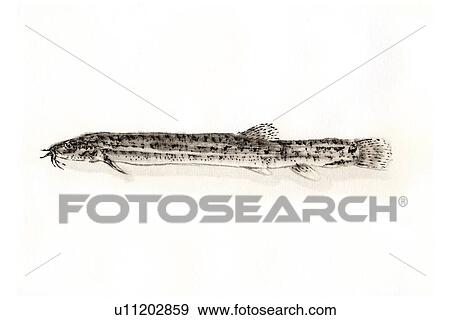 Stock Illustration - Weatherfish, Ink Brush Painting. Fotosearch