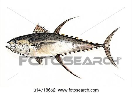 Yellowfin Tuna, Ink Brush Painting View Large Illustration Drawing - Yellowfin Tuna, Ink Brush Painting. Fotosearch