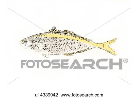 Drawing - Yellowstriped Butterfish, Ink Brush Painting. Fotosearch