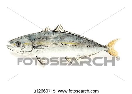 Stock Illustration - Yellowtail, Ink Brush Painting. Fotosearch