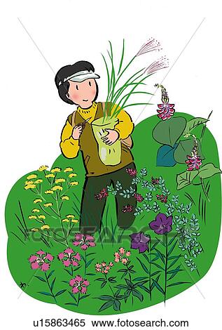 Mature Adult Woman Gathering Seven Autumn Flowers, High Angle View View Large Illustration Stock Illustration - Mature Adult Woman Gathering Seven Autumn Flowers, High Angle View. Fotosearch