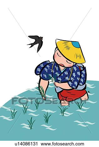 Mid Adult Woman Planting Rice in Summer, High Angle View View Large Illustration Clip Art - Mid Adult Woman Planting Rice in Summer, High Angle View. Fotosearch