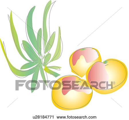 Clip Art - Apricot, Illustrative Technique. Fotosearch