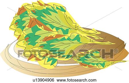 Stock Illustration - Boston Lettuce, Illustrative Technique. Fotosearch