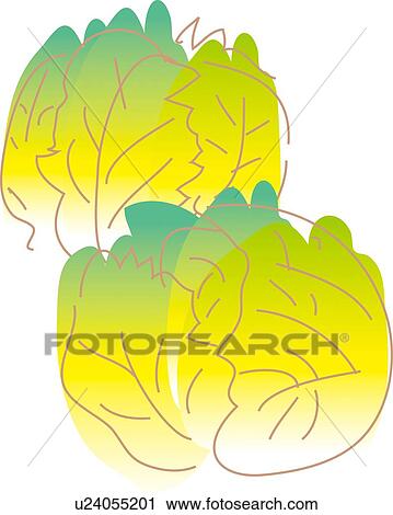 Cabbage, Illustrative Technique View Large Illustration Clip Art - Cabbage, Illustrative Technique. Fotosearch