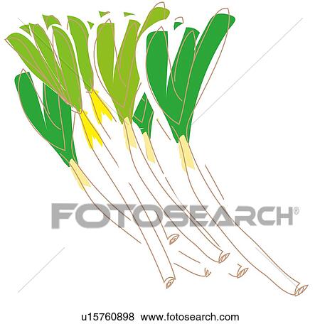 Stock Illustration - Long Green Onion, Illustrative Technique. Fotosearch