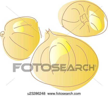 Stock Illustration - Onion, Illustrative Technique. Fotosearch