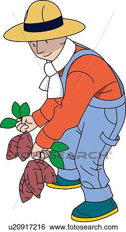 Stock Illustration - Man who is Digging Potatoes, High Angle View, Illustrative Technique. Fotosearch