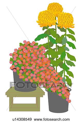 Yellow and pink chrysanthemum View Large Illustration Stock Illustration - Yellow and pink chrysanthemum. Fotosearch