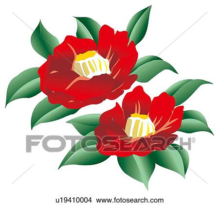 Blooms of flowered camellia View Large Illustration Stock Illustration - Blooms of flowered camellia . Fotosearch