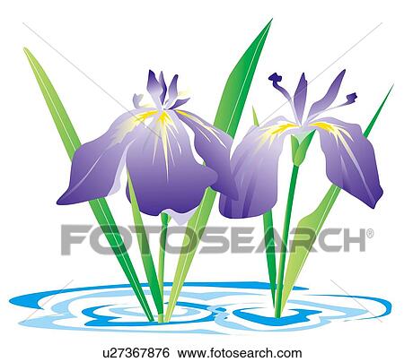 Stock Illustration - Blooms of flowered iris . Fotosearch