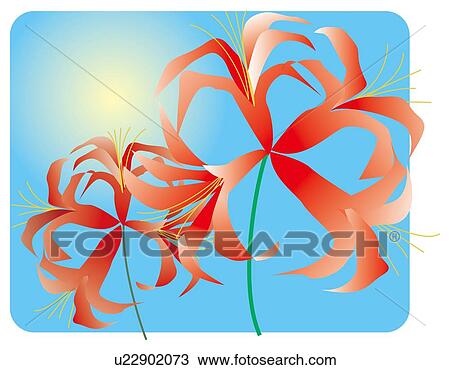 Blooms of flowered lycoris View Large Illustration Drawing - Blooms of flowered lycoris. Fotosearch
