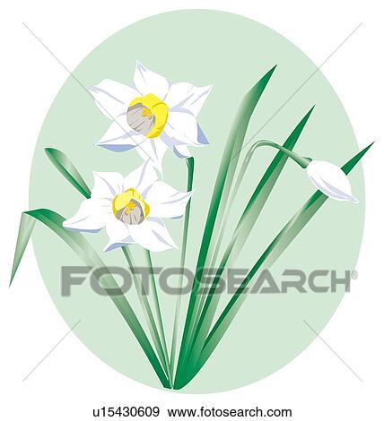 Stock Illustration - Blooms of flowered narcissus. Fotosearch