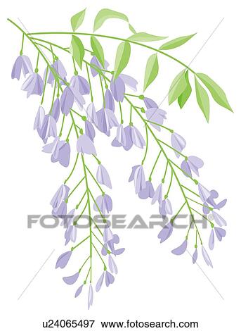 Stock Illustration - Blooms of flowered Wisteria . Fotosearch