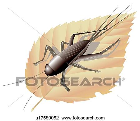 Drawing - Cricket on leaf. Fotosearch