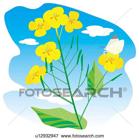 Flowering oilseed rape View Large Illustration Stock Illustration - Flowering oilseed rape . Fotosearch