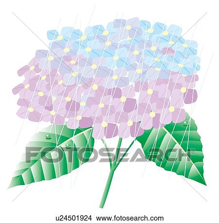 Stock Illustration - Hydrangea. Fotosearch