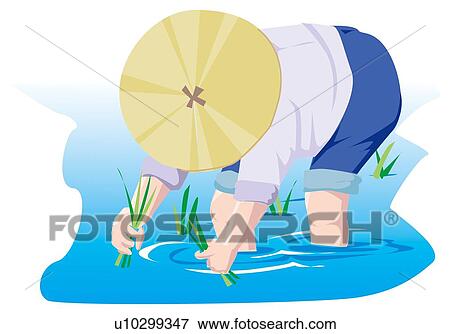 Man planting rice in paddy field View Large Illustration Stock Illustration - Man planting rice in paddy field . Fotosearch