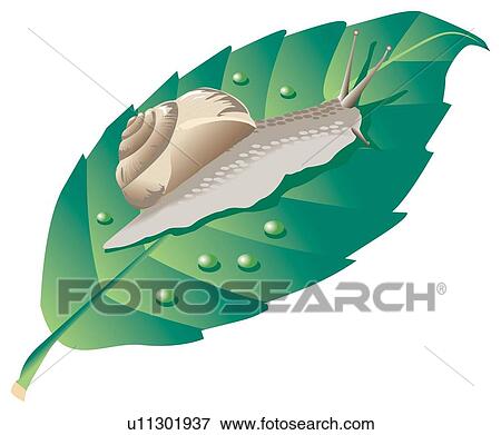 Stock Illustration - Snail on wet leaf. Fotosearch