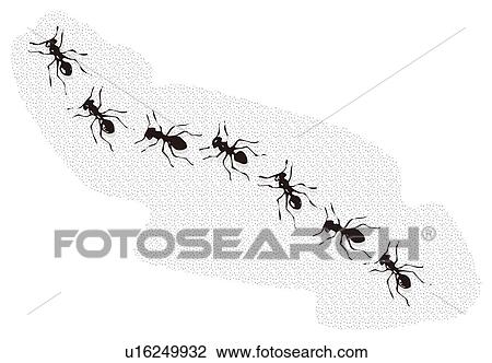 Ants in a row, high angle view View Large Illustration Drawing - Ants in a row, high angle view. Fotosearch