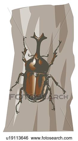 Stock Illustration - Beetle on trunk of tree, front view. Fotosearch