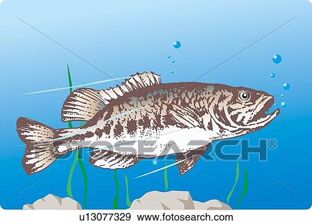 Stock Illustration - Black bass in water, side view. Fotosearch