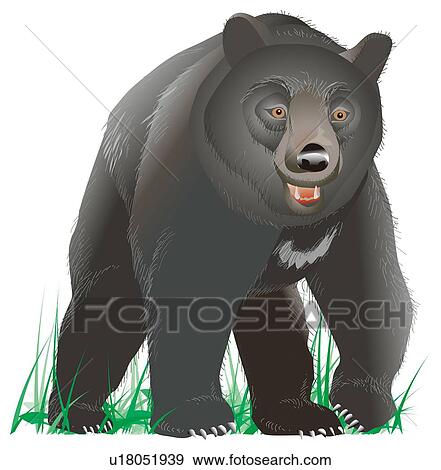 Stock Illustration - Black bear standing on grass, front view. Fotosearch